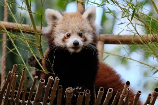 Bilhete para o Jardim Zoológico de Lisboa