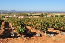 Visita e Prova de Vinhos - Tiago Cabaço Winery