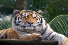 Entradas Jardim Zoológico de Lisboa: acesso rápido + Oceanário de Lisboa